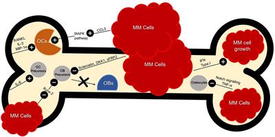 Targeting Chemokine Receptor CCR1 as a Potential Therapeutic Approach for Multiple Myeloma